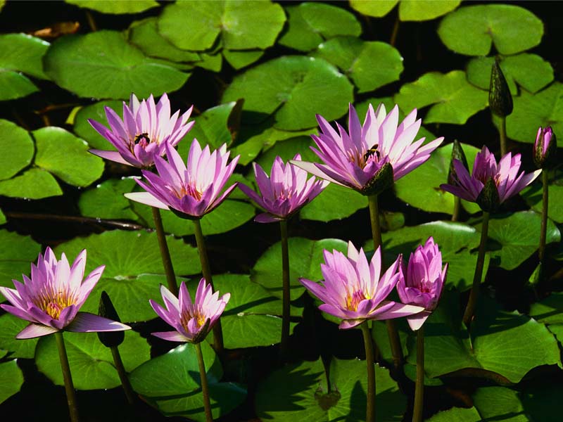 Waterlilies (minus the frogs)